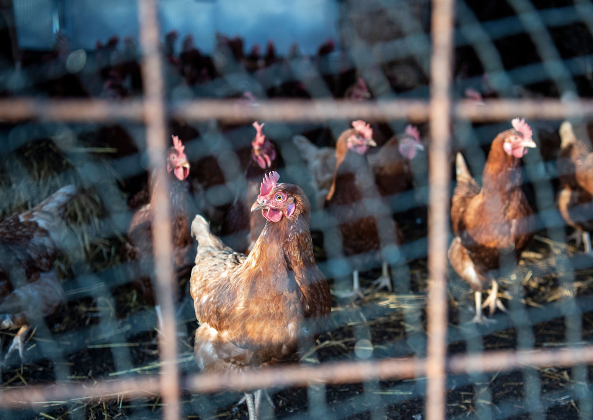 Un deuxième foyer de grippe aviaire découvert en Charente